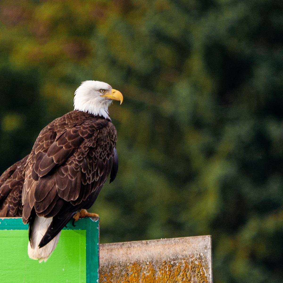 Bald Eagle in Alaska